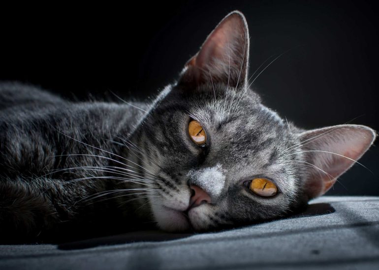 cat